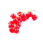 GROSEILLE ROUGE NUE 10X500G